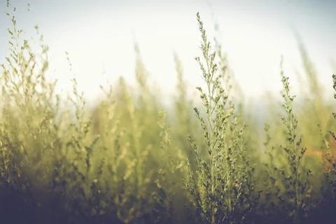 Abstract grass flower field in spring background Stock Photos