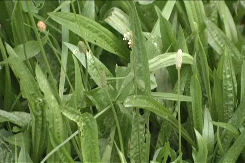 Abstract of grass Stock-Footage 154056