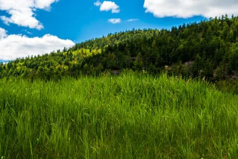 Abstract grass with forest background and a cloudy blue sky. 库存照片