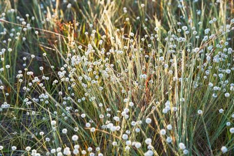 Abstract grass Stock Photos