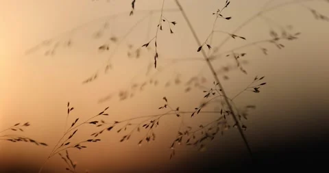 Abstract grass silhouette in evening light Stock Footage 231907683