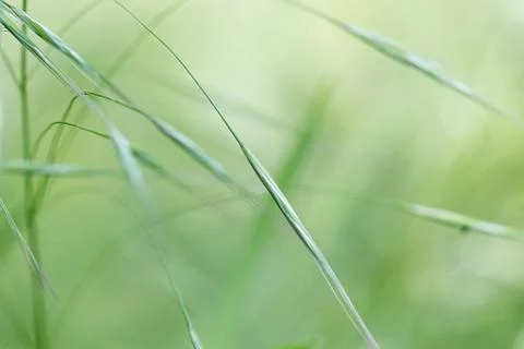 Abstract grass themed background Stock Photos