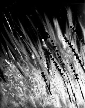 Abstract grass in the wind. Gray, black and white colors. Monochrome background Stock Illustration