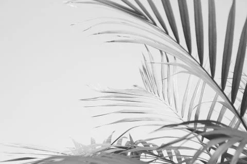 Abstract gray shadow background of palm leaves, black and white monochrome to Foto stock