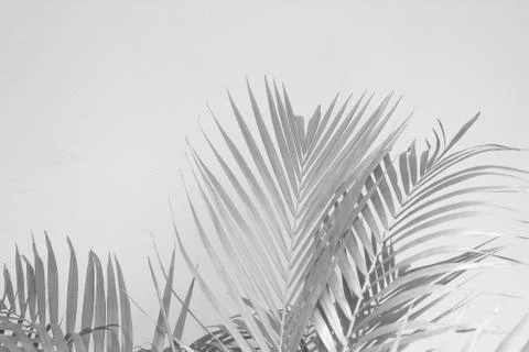 Abstract gray shadow background of palm leaves, black and white monochrome to Stock Photos