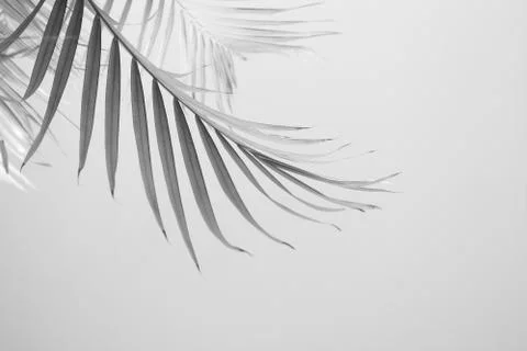 Abstract gray shadow background of palm leaves, black and white monochrome to Stock Photos