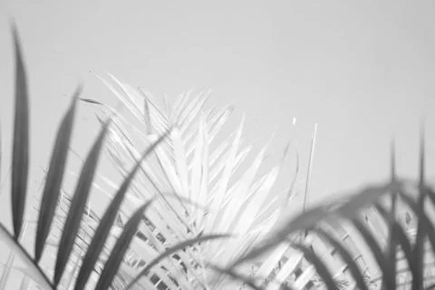 Abstract gray shadow background of palm leaves, black and white monochrome to Stock Photos