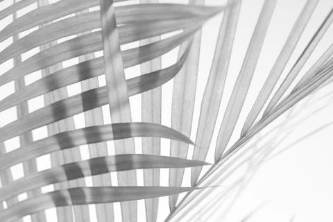 Abstract gray shadow background of palm leaves, black and white monochrome to Stock Photos