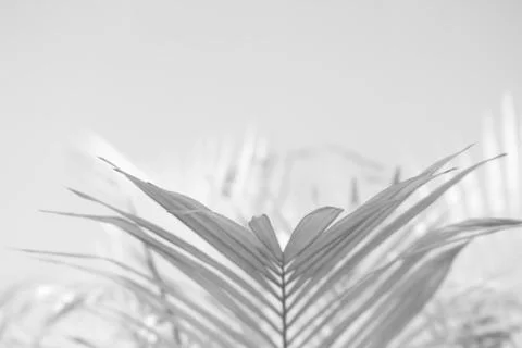 Abstract gray shadow background of palm leaves, black and white monochrome to Stock Photos