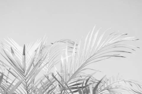 Abstract gray shadow background of palm leaves, black and white monochrome to Foto stock
