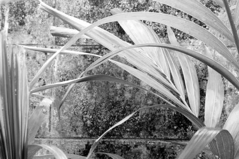 Abstract gray shadow background of palm leaves, black and white monochrome to Stock Photos