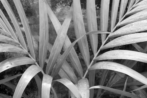 Abstract gray shadow background of palm leaves, black and white monochrome to Stock Photos