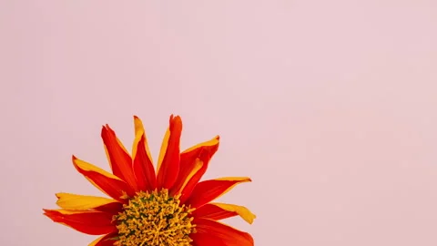 Abstract gray shadows of overlapping natural leaves and flowers fall on the wall Stock Footage 251410740