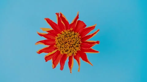 Abstract gray shadows of overlapping natural leaves fall on the wall Stock Footage 251410774