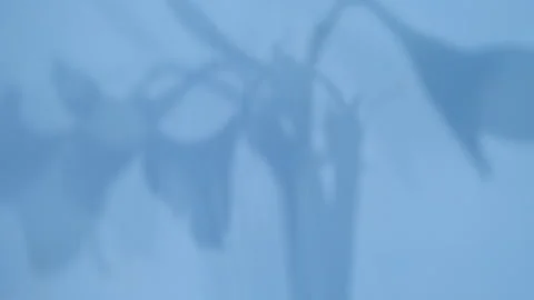 Abstract gray shadows of overlapping natural leaves fall on the wall Stock Footage 251412496