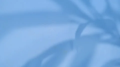 Abstract gray shadows of overlapping natural leaves fall on the wall Stock Footage 251412581