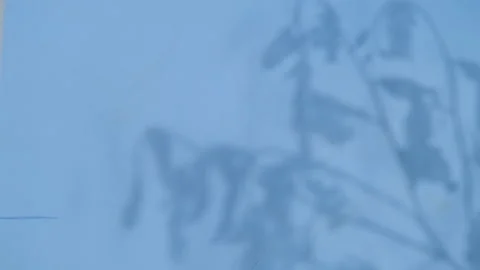 Abstract gray shadows of overlapping natural leaves fall on the wall Stock Footage 251412602