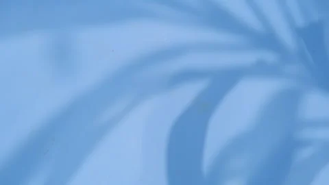 Abstract gray shadows of overlapping natural leaves fall on the wall Stock Footage 251412641