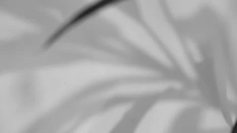 Abstract gray shadows of overlapping natural leaves fall on the wall Stock Footage 251413078