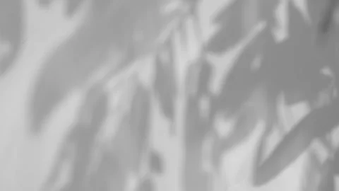Abstract gray shadows of overlapping natural leaves fall on the wall Stock-Footage 251413121