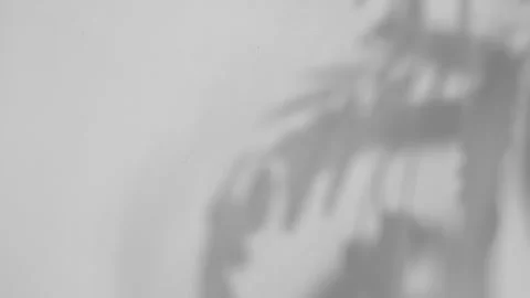 Abstract gray shadows of overlapping natural leaves fall on the wall Stock Footage 251413190