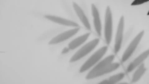 Abstract gray shadows of overlapping natural leaves fall on the wall Stock Footage 251413511