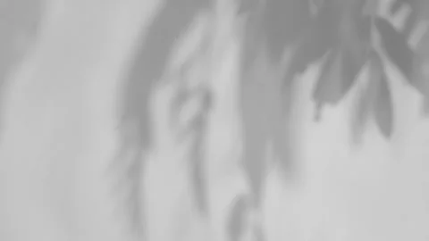 Abstract gray shadows of overlapping natural leaves fall on the wall Stock Footage 251413517