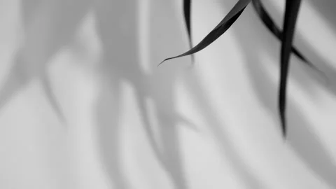 Abstract gray shadows of overlapping natural leaves fall on the wall Stock Footage 251413602