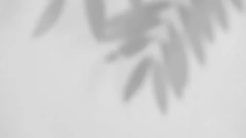 Abstract gray shadows of overlapping natural leaves fall on the wall Stock Footage 251413661