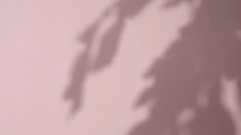 Abstract gray shadows of overlapping natural leaves fall on pink wall Stock Footage 251414184