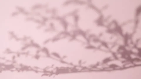 Abstract gray shadows of overlapping natural leaves fall on pink wall Stock Footage 251414259