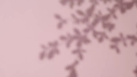 Abstract gray shadows of overlapping natural leaves fall on pink wall Stock Footage 251414302