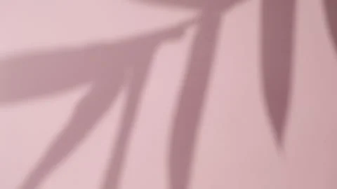 Abstract gray shadows of overlapping natural leaves fall on pink wall Stock Footage 251414346