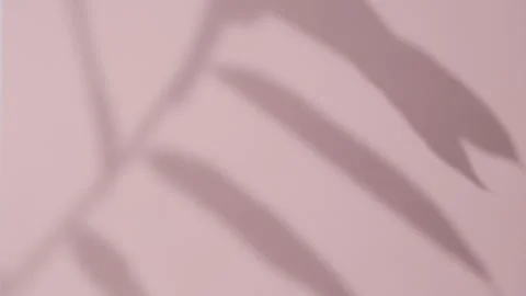 Abstract gray shadows of overlapping natural leaves fall on pink wall Stock Footage 251414610