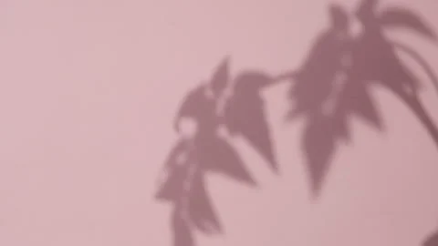 Abstract gray shadows of overlapping natural leaves fall on pink wall Stock Footage 251414711