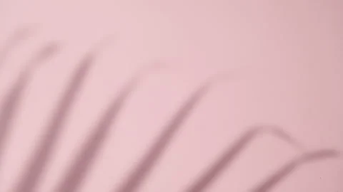 Abstract gray shadows of overlapping natural leaves fall on pink wall Stock Footage 251414778