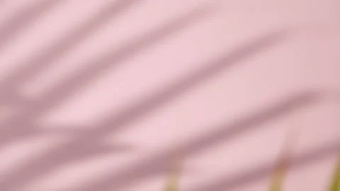 Abstract gray shadows of overlapping natural leaves fall on the wall Stock Footage 251415070