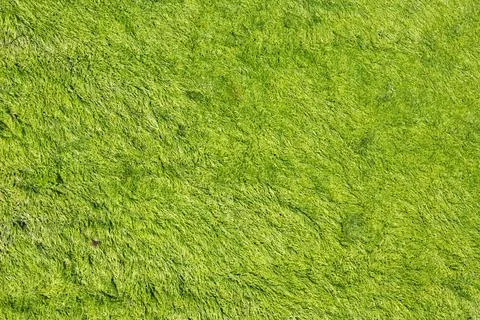 Abstract green algae background texture Abstract green algae background te... Foto stock