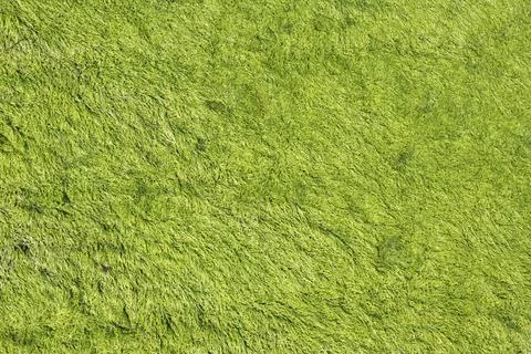 Abstract green algae background texture Stock Photos