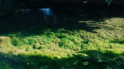 Abstract Green Algae in Dark Water Stock-Fotos