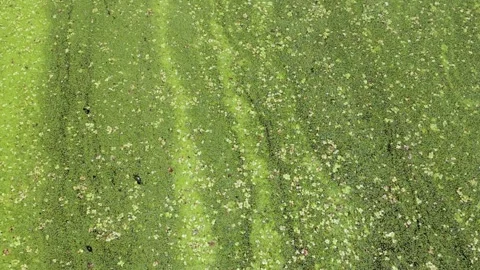 Abstract green algae texture video Stock Footage 344170321