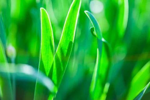 Abstract green and blue blurred gradient background with light. Nature backdrop Ilustración de archivo