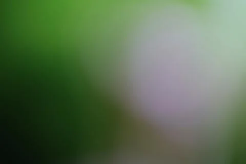 Abstract green and white gradient background with soft out of focus light Stock Photos