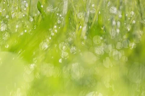 Abstract green background, defocused fresh spring grass Foto stock