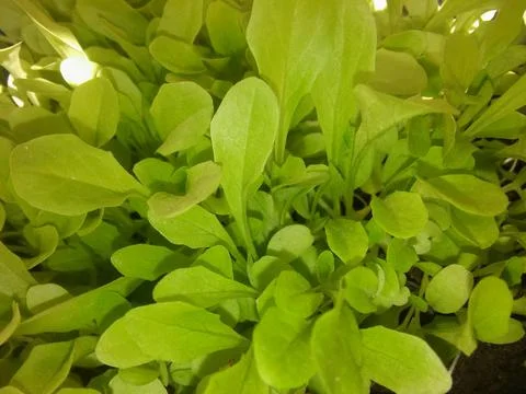Abstract green background with different blurry elements 写真素材