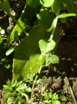 Abstract green background with different blurry elements 写真素材