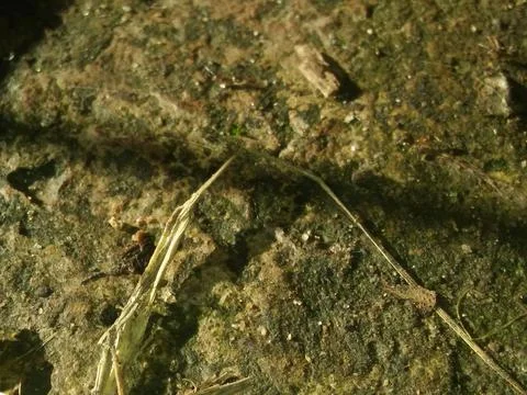 Abstract green background with different blurry elements 写真素材