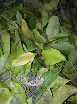 Abstract green background with different blurry elements 写真素材