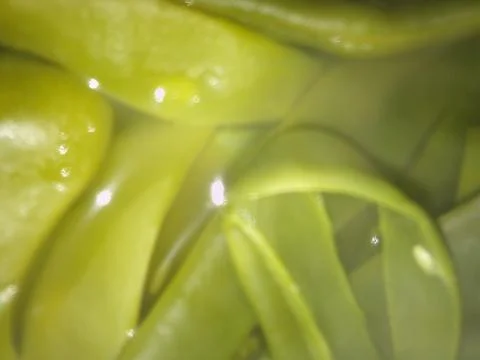 Abstract green background with different blurry elements Stock Photos