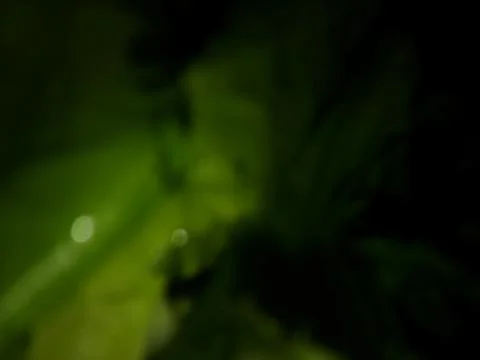 Abstract green background with different elements Foto stock